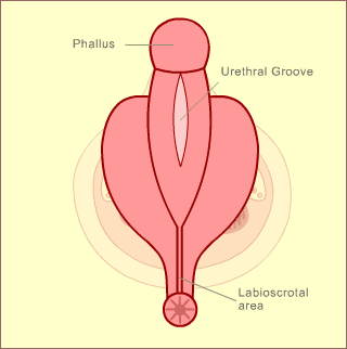 intersexual organs