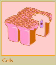 Cells