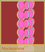 Nucleosome