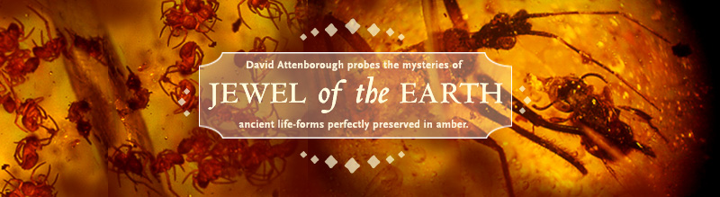 Jewel of the Earth: David Attenborough probes the mysteries of ancient life-forms perfectly preserved in amber.