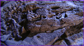 Acanthostega