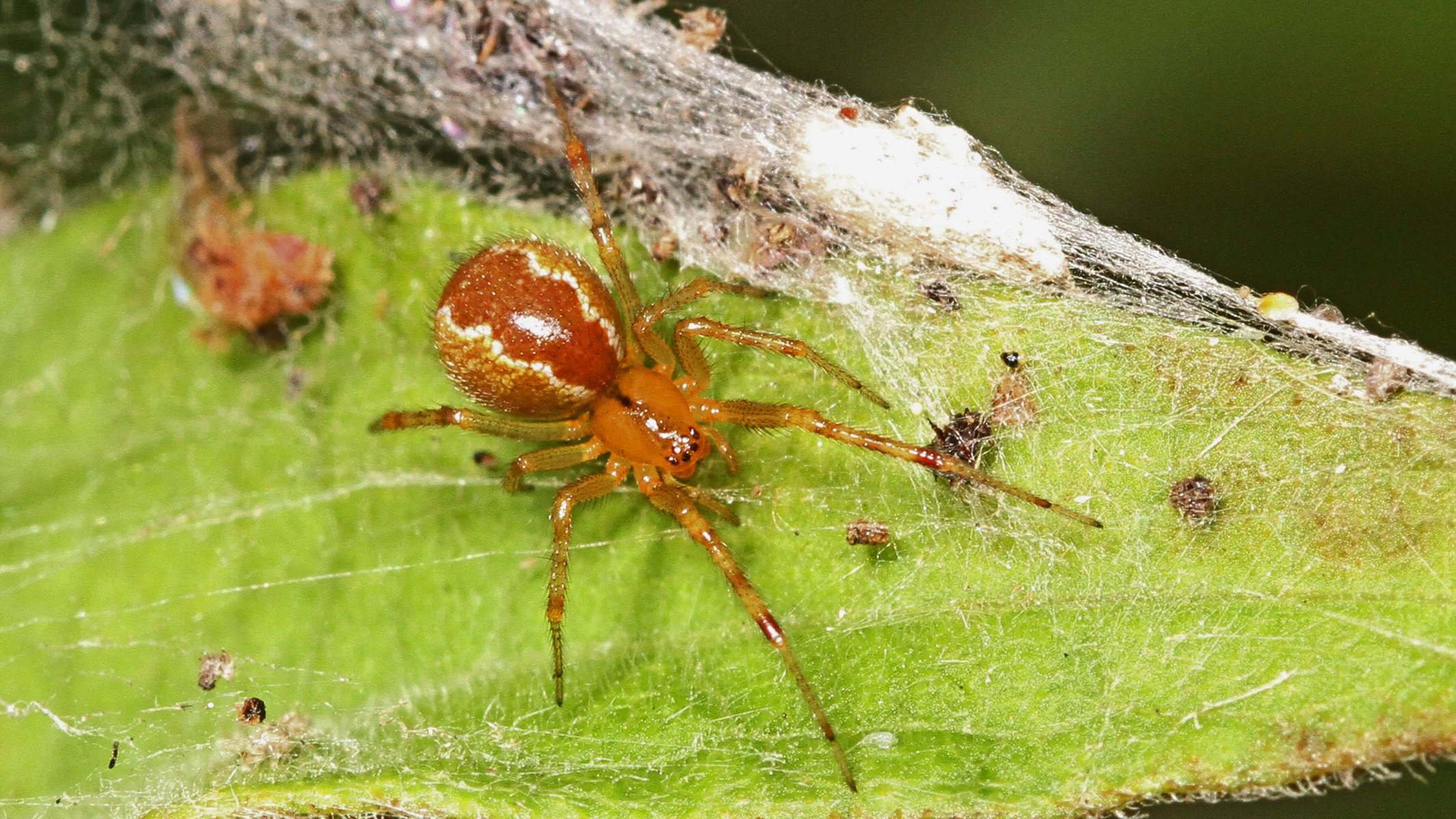 Scientists Draw New Spider Web Family Tree, NOVA