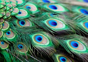 Everything You Need to Teach Evolution | NOVA | PBS