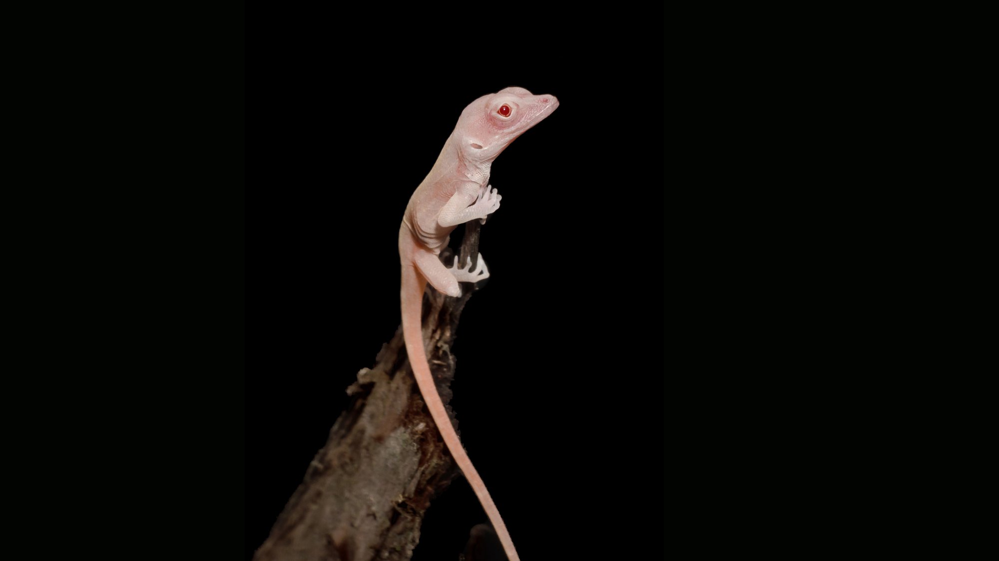 These Albino Lizards Are The First Gene Edited Non Avian Reptiles Nova Pbs Nova Pbs