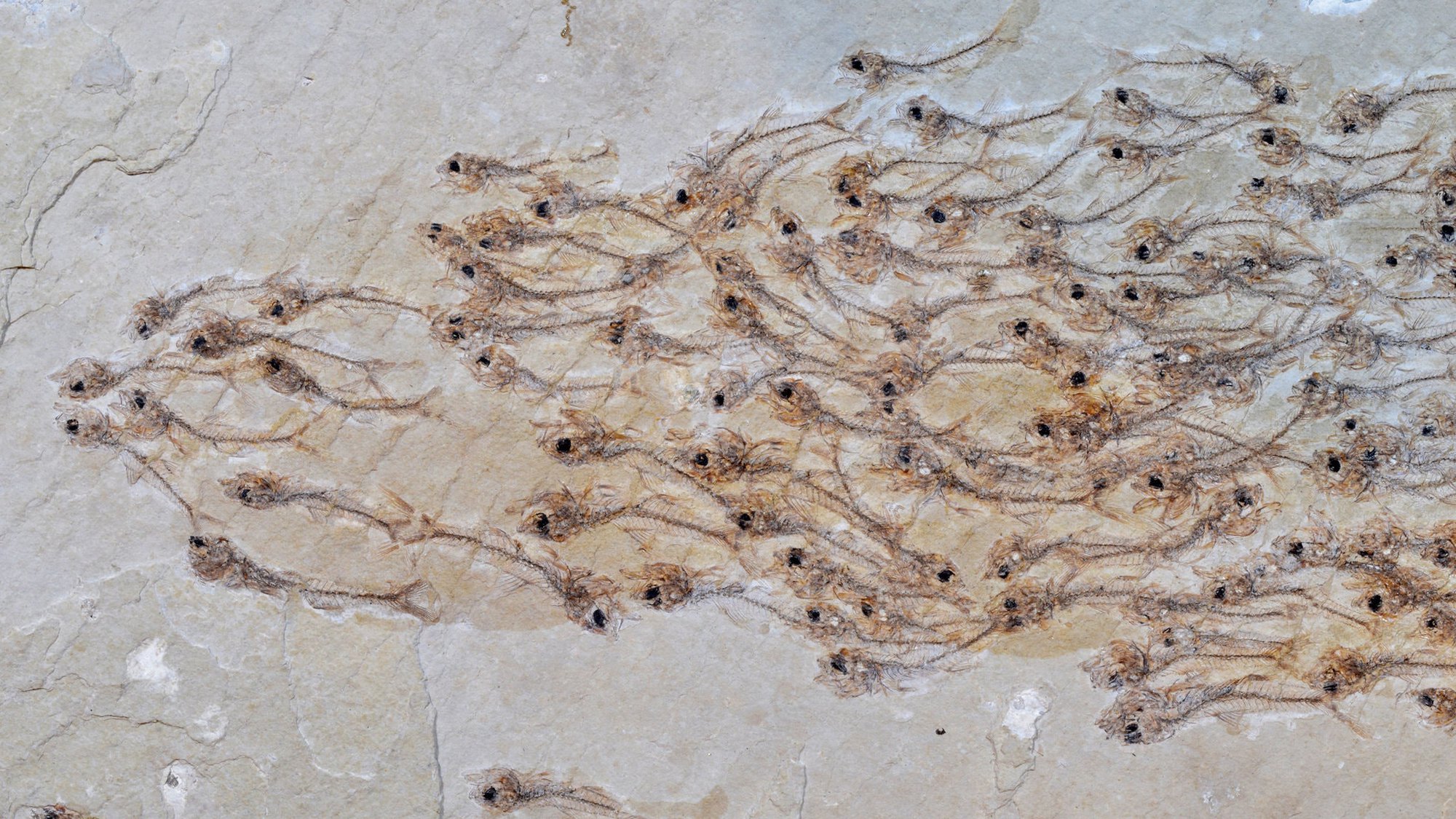 A swimming school of 50-million-year-old fish, caught in the act