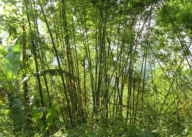 Melocanna bamboo