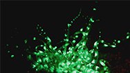 How Biofluorescence Works - Hero Image