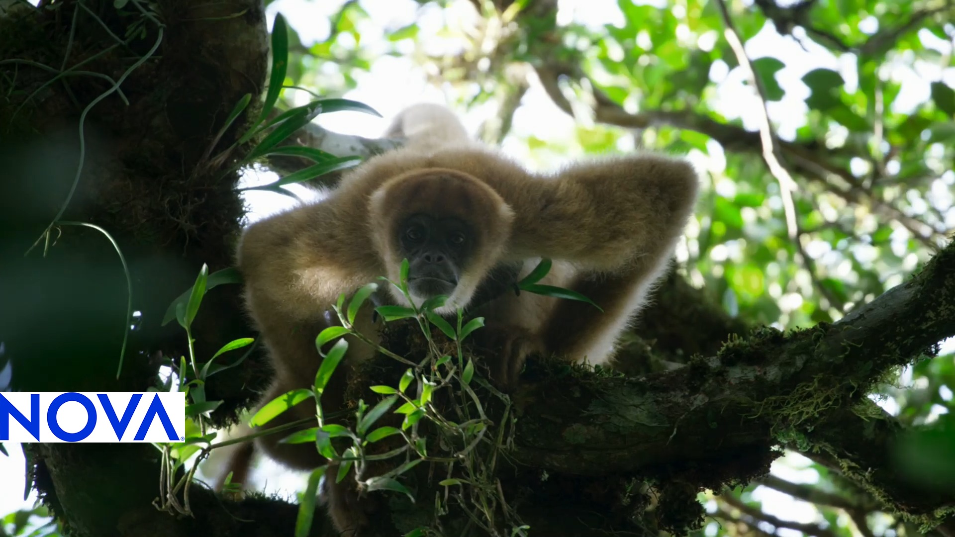 A monkey climbs down a tree trunk