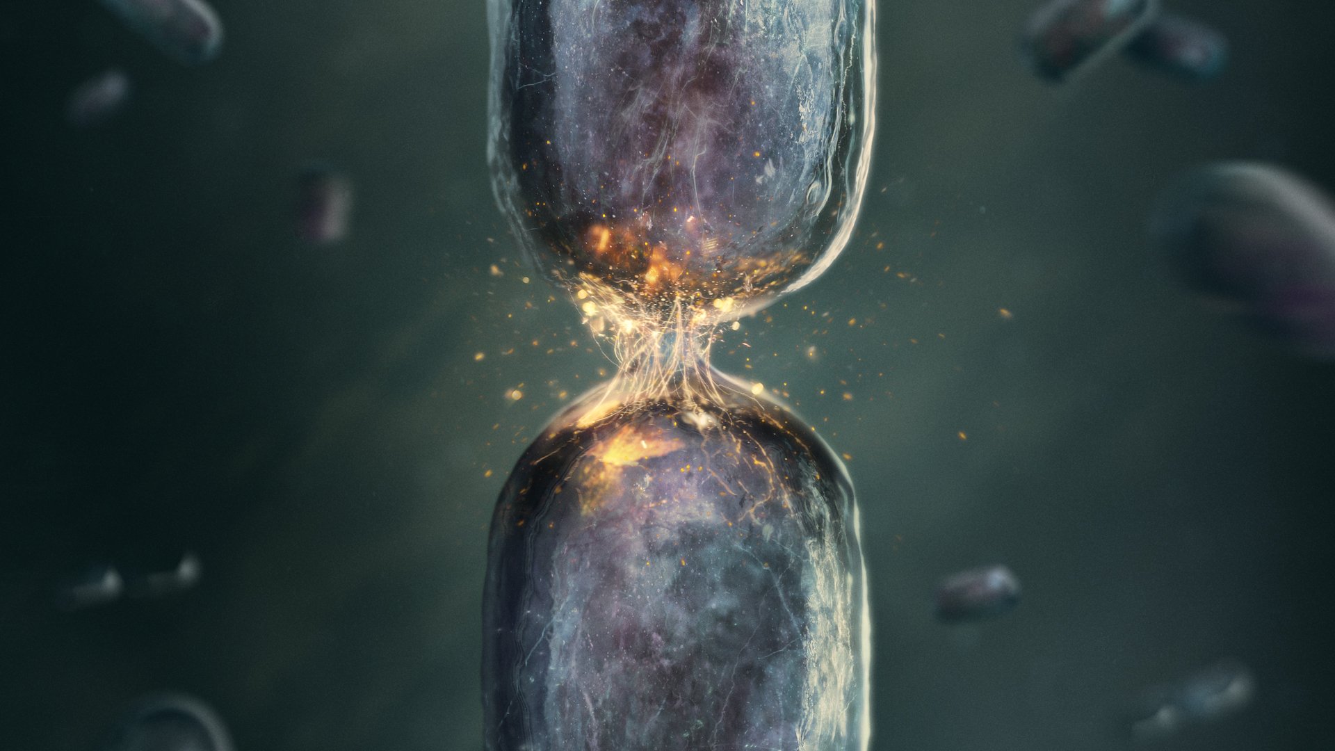 two cells fusing together