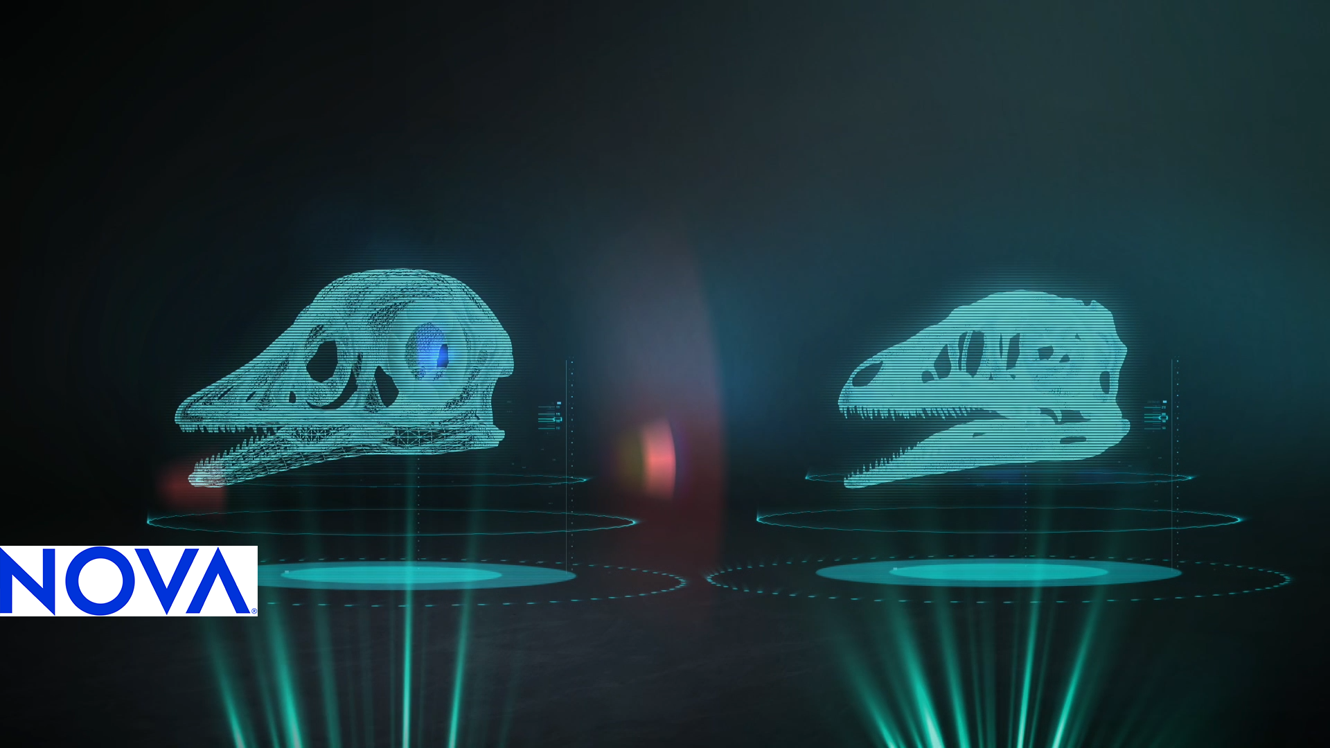 Two images of a dinosaur and a bird skull