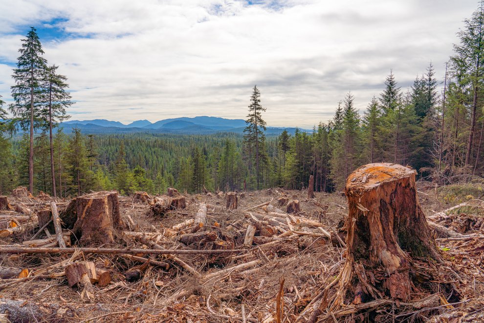 tree stump and forest