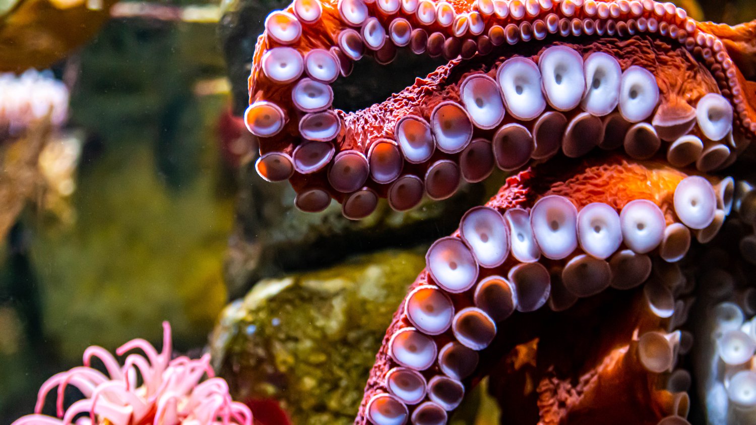 Octopuses Build a 'City' of Shells NOVA PBS
