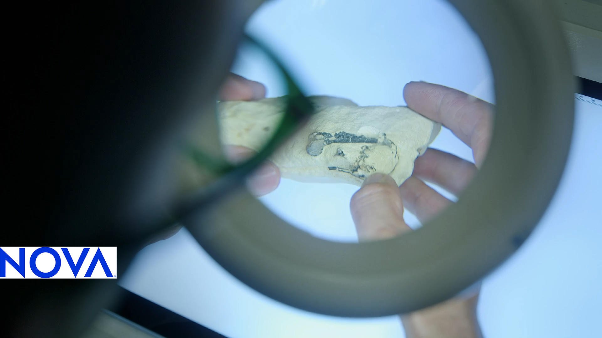 An image of a fossilized bird under a microscope