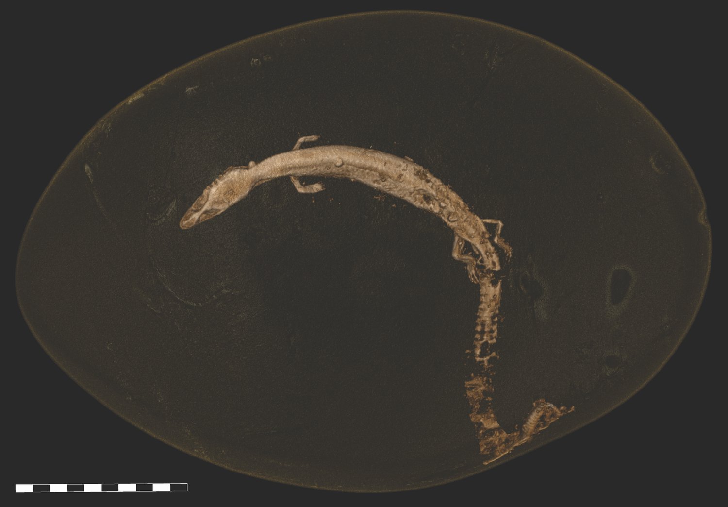 This Cretaceous Lizard Was the Size of A Paper Clip | NOVA | PBS