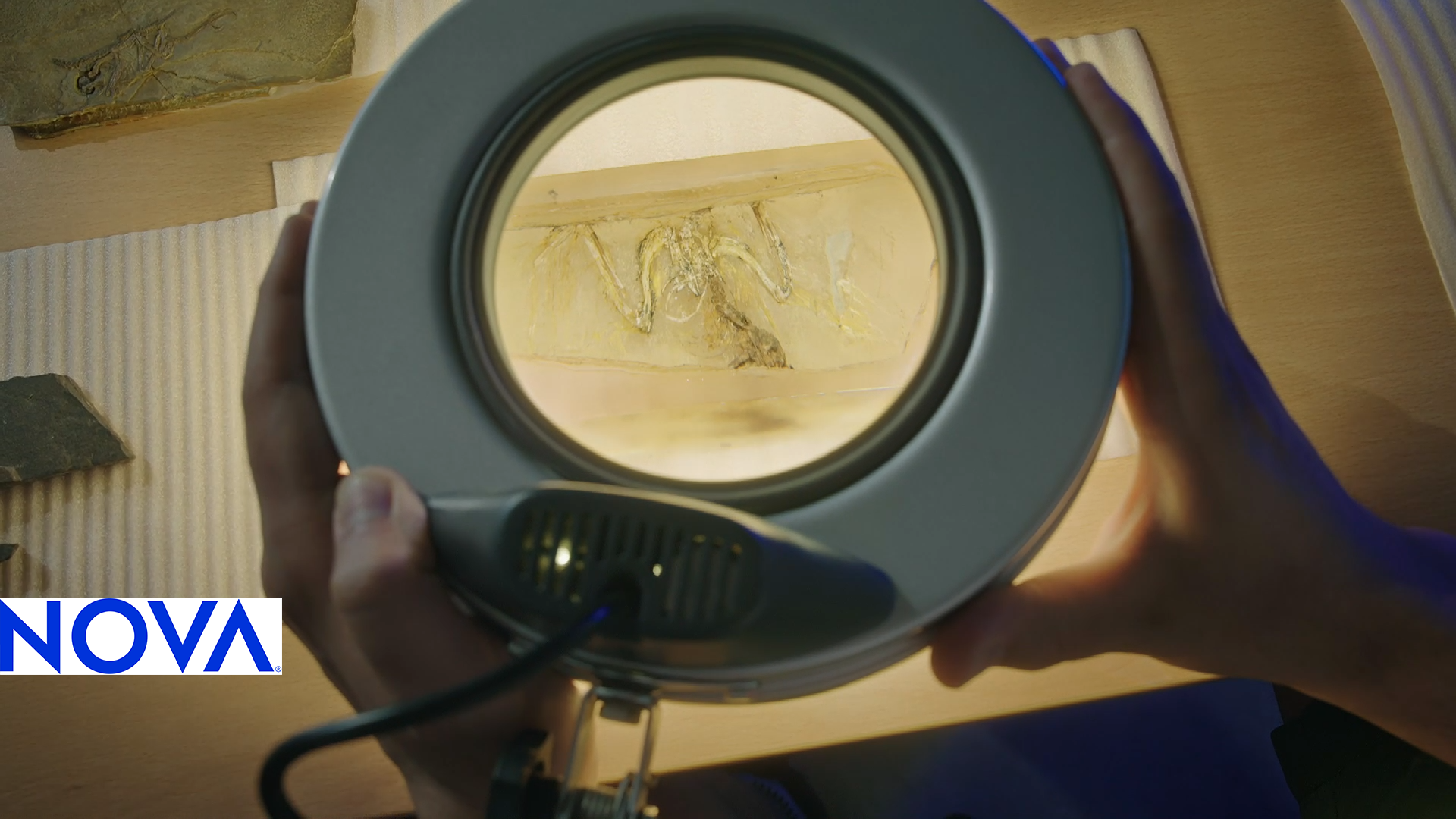 a large magnifying device is held up to a fossilized bird skeleton