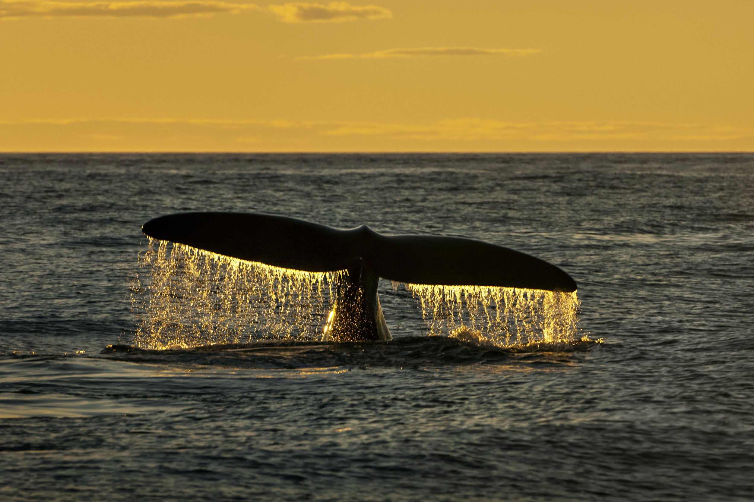whale tail coming out of the ocean and splashing down