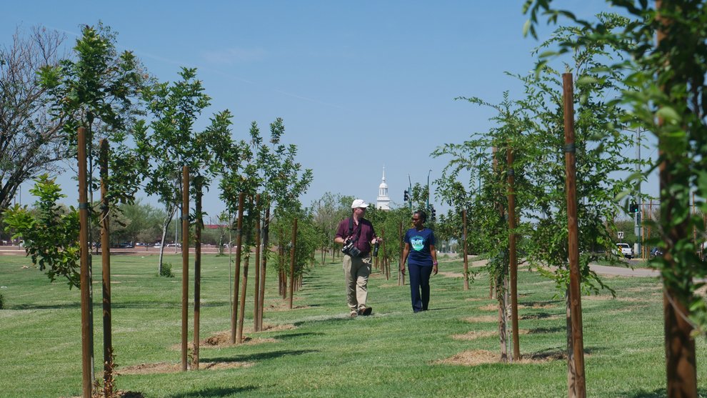 Two adults talk while walking toward the camera through two rows of small trees in a grassy park