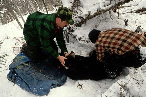 people and bear and snow