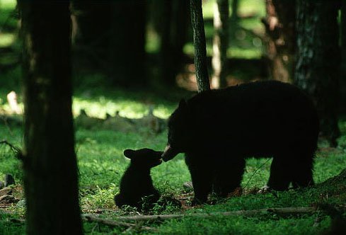 Bear and cub