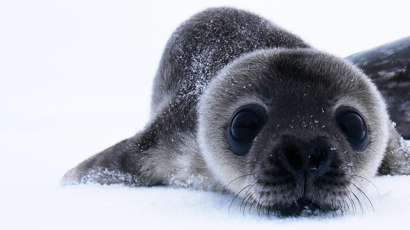 How Antarctica S Cutest Baby Seals Grow Up Nova Pbs