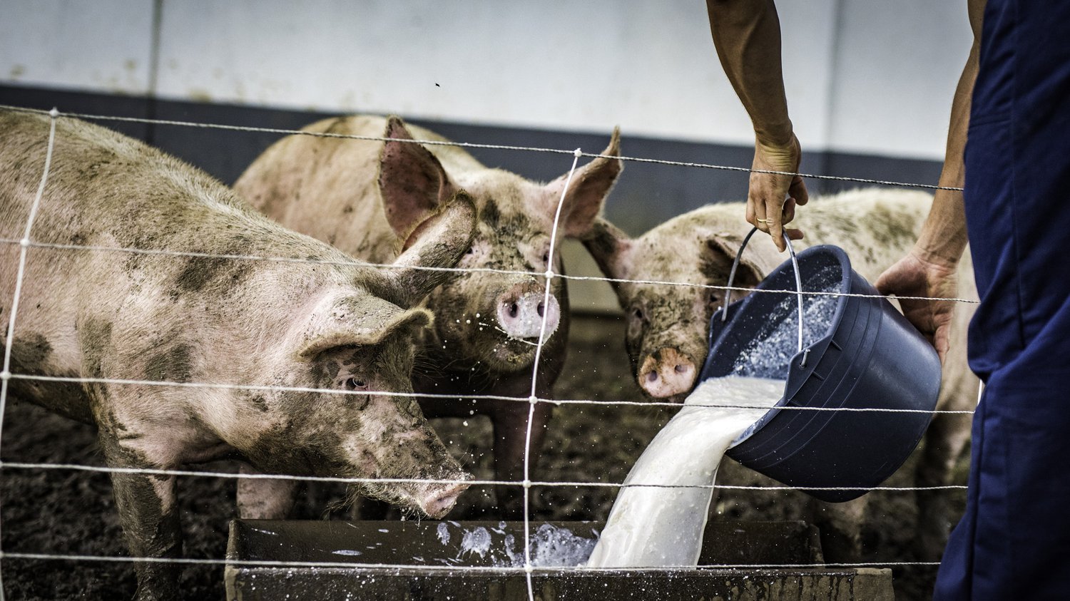 Antibioticresistant bacteria in farm animals are rising in low and