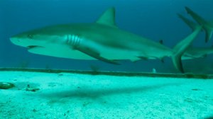 Why Sharks Attack Nova Pbs