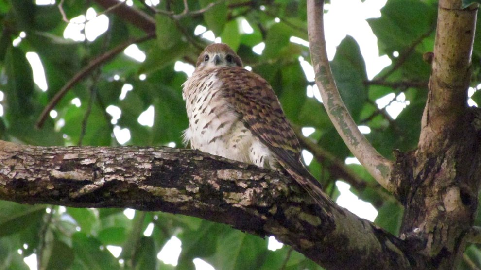 Mauritius Kestrel