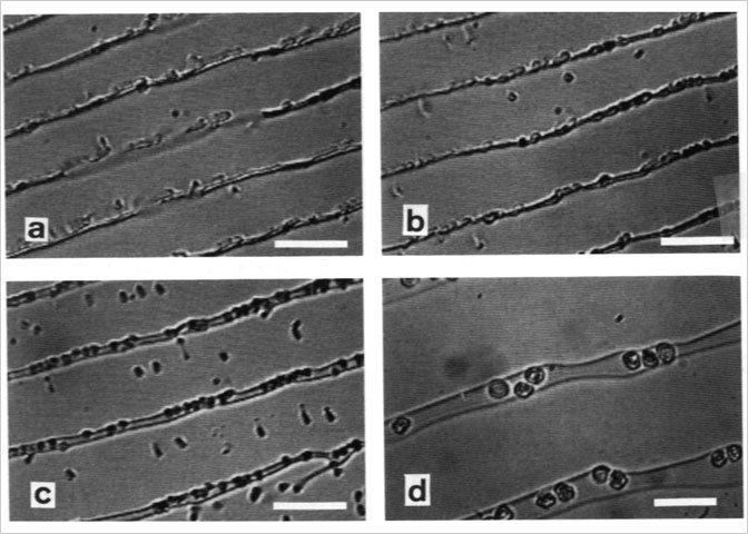 microscopic image of ice crystals