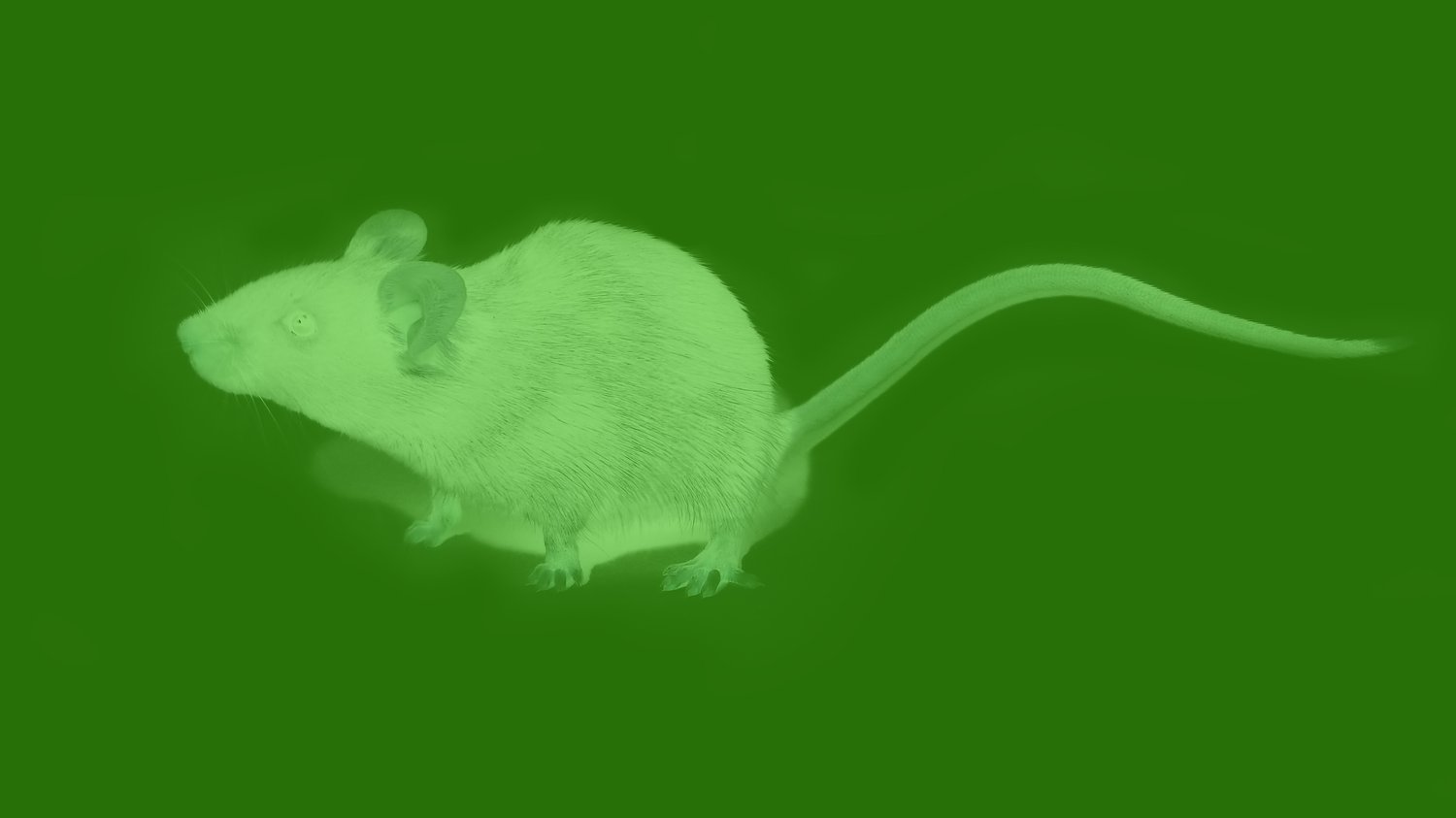 Infared Mouse Thanks to Nanoparticle Injections, These Mice Can See in Infrared. Are ...