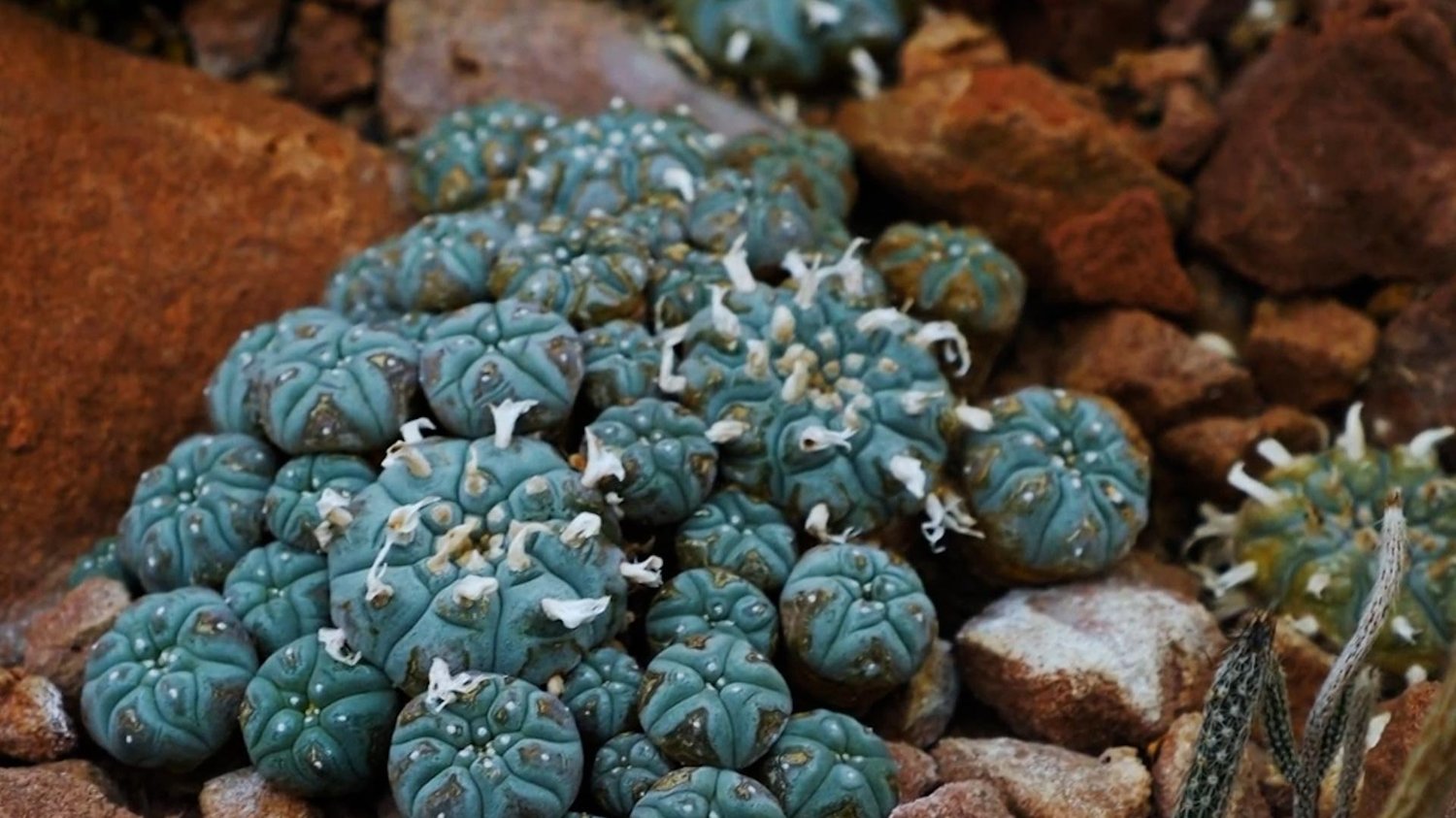 peyote tobacco Psychedelics as Medicine: The History of Peyote | NOVA