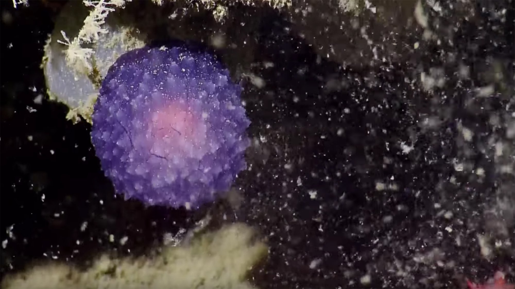 Hundreds of Methane Vents Discovered Off Coast of Pacific Northwest ...