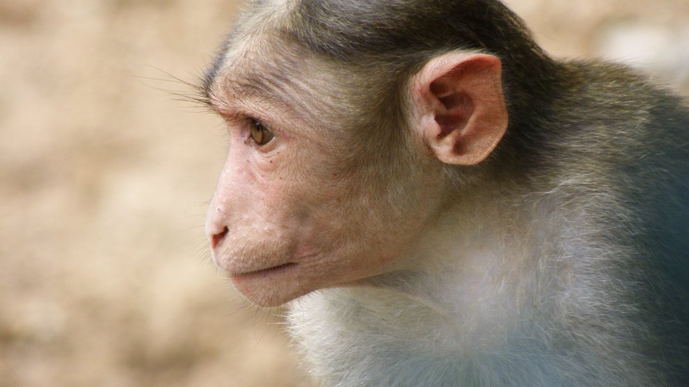 rhesus monkey