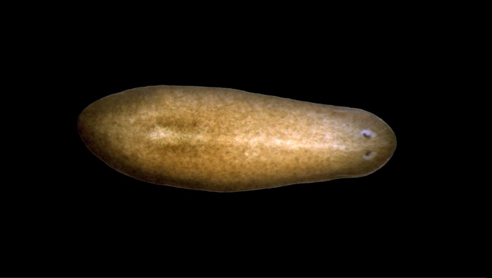 Schmidtea mediterranea