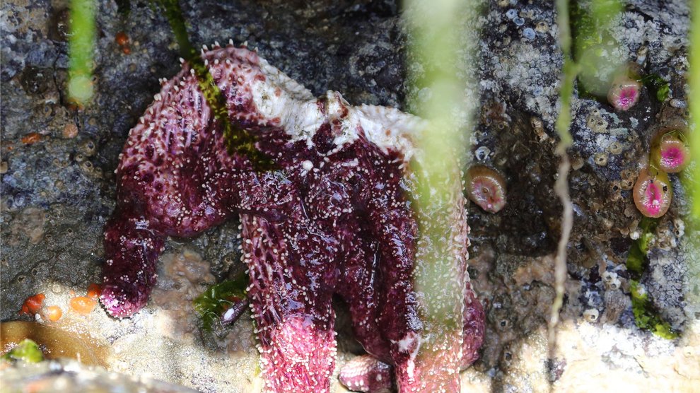 sea star wasting disease
