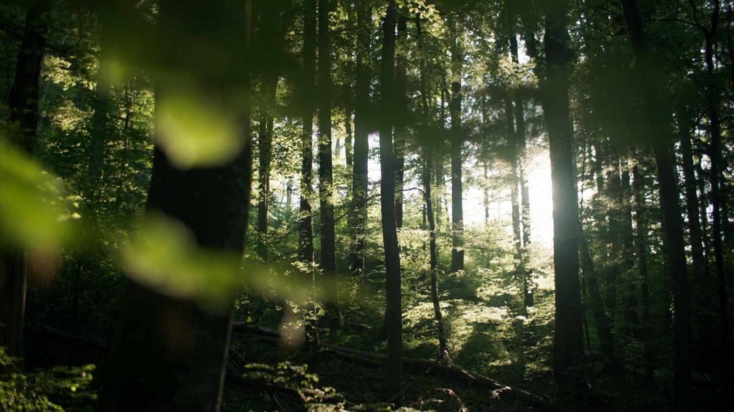 Secrets of the Forest | NOVA | PBS