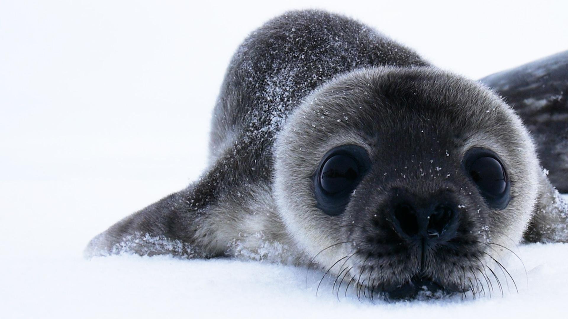 Cute Seal Animal