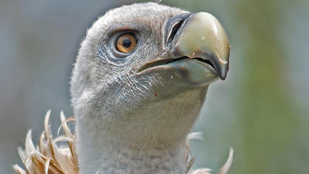 How Vultures Can Eat Rotten Meat NOVA PBS