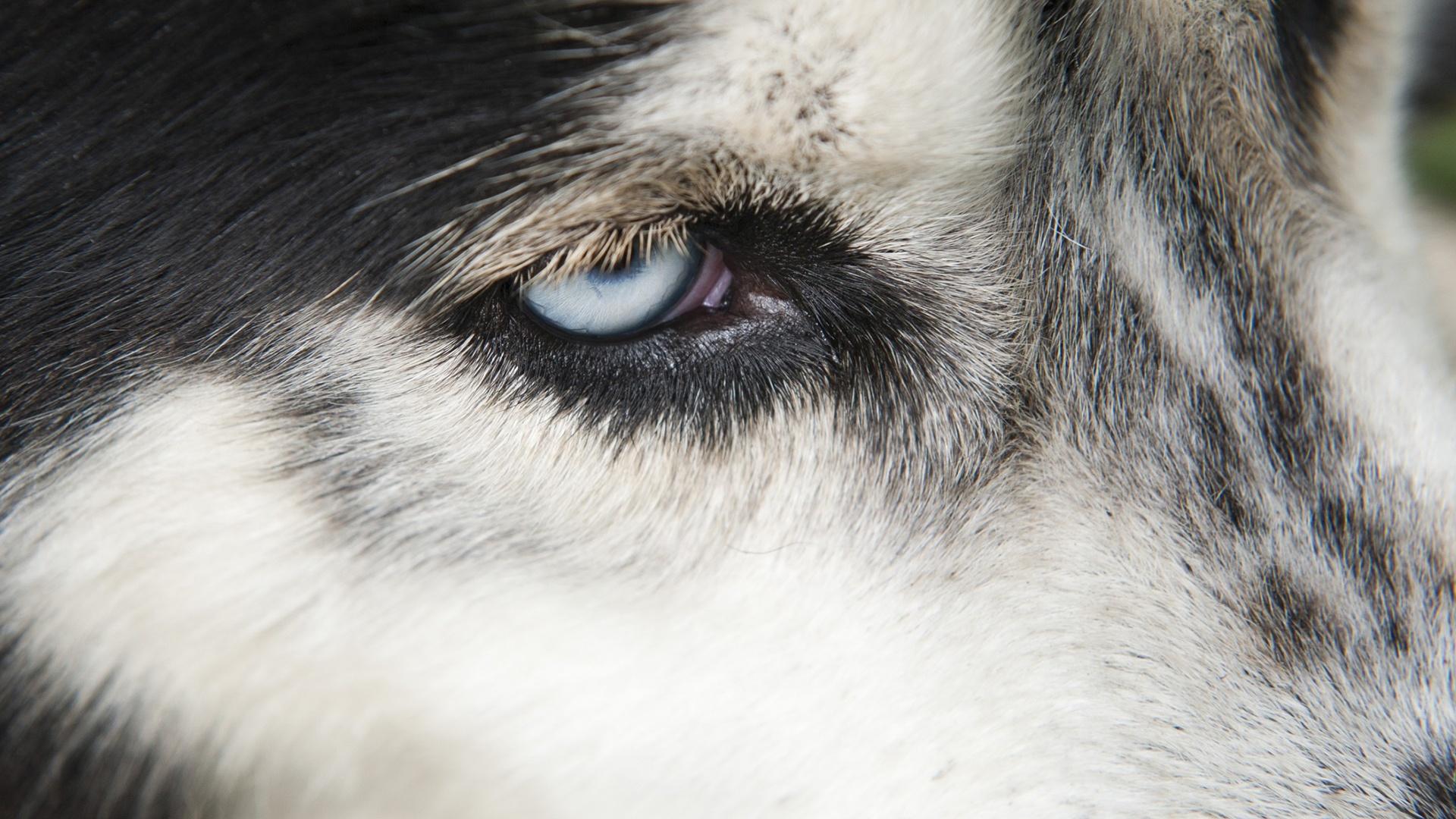 Inside Animal Minds Nova Pbs