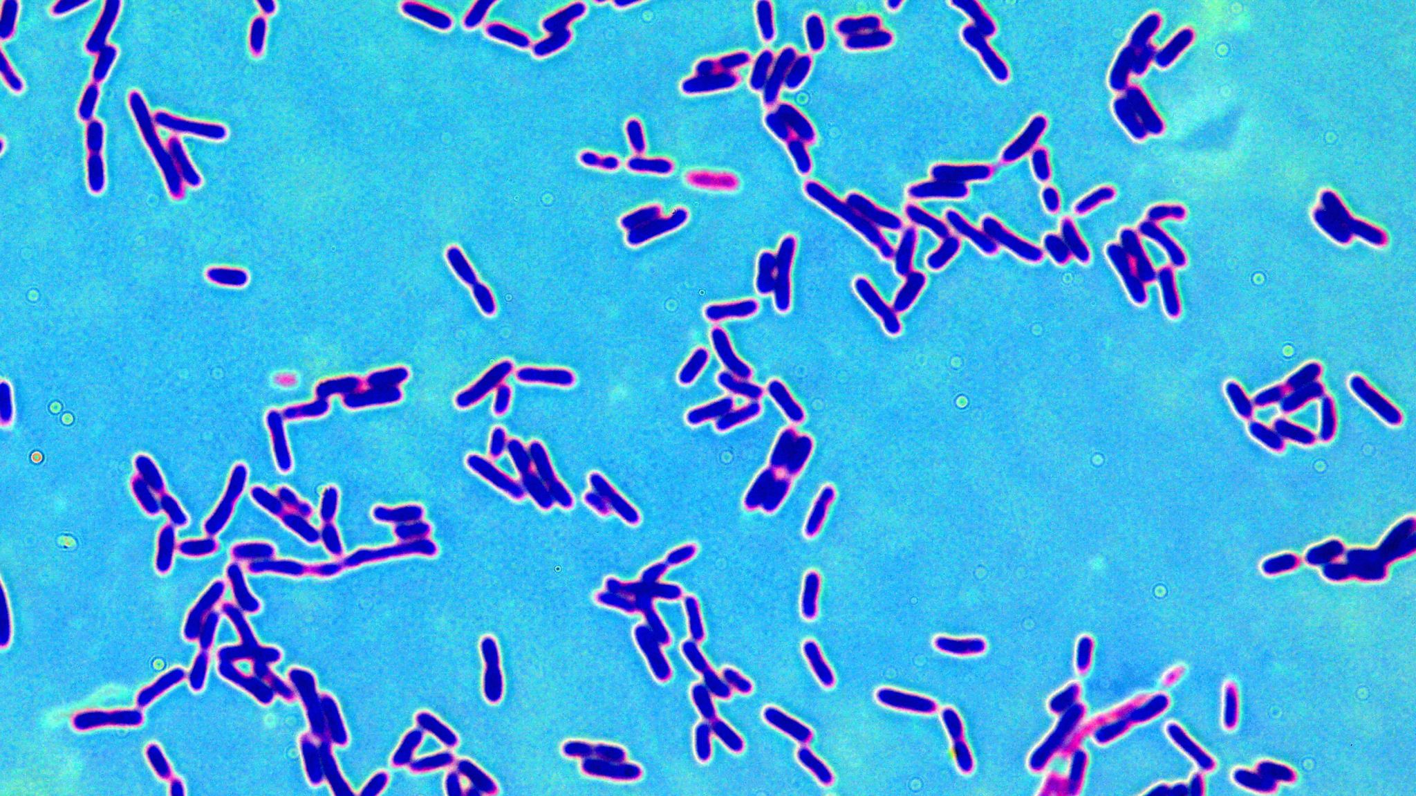 New Antibiotic Found in Bacteria from the Vaginal Microbiome