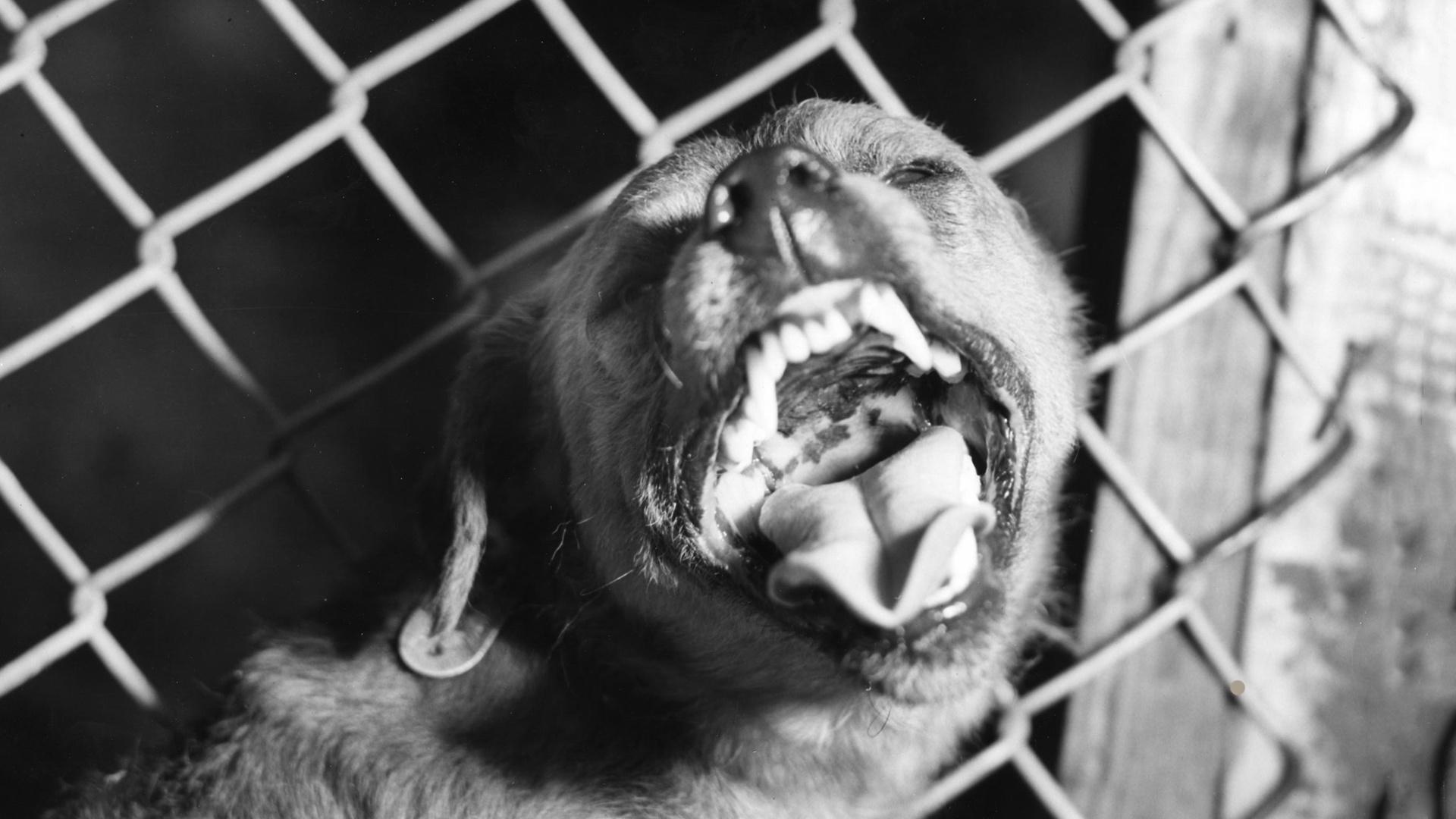 What Is Rabies? | NOVA | PBS