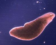 Flatworm