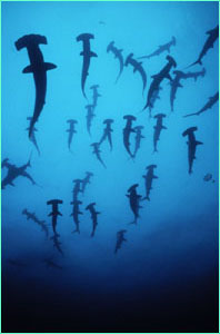 Hammerhead silhouette