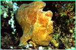 Frogfish at Isla Manuelita.