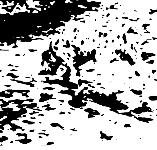illustration of dalmation