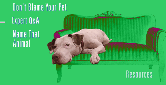Animal Hospital (see bottom of page for text navigation links)