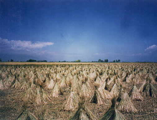 Wheat sheaves
