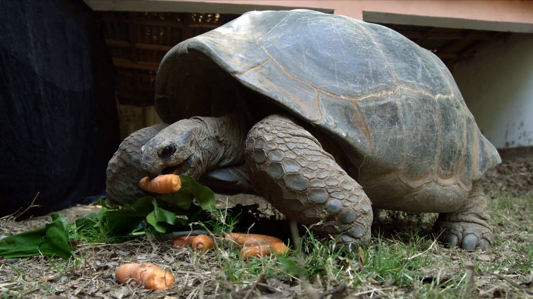 Creature Clip: Aldabara Giant Tortoise