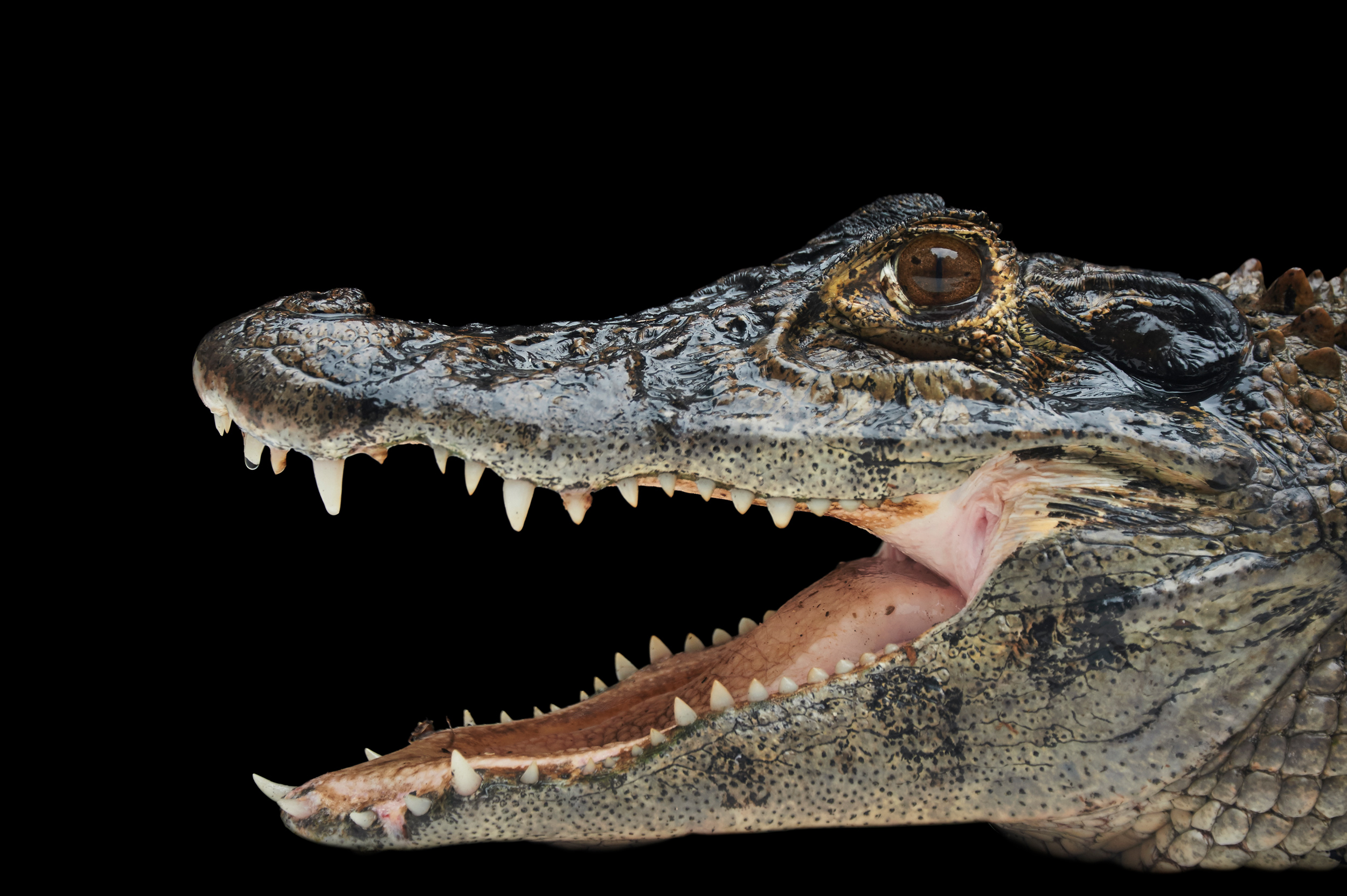 Black Caiman - Melanosuchus niger