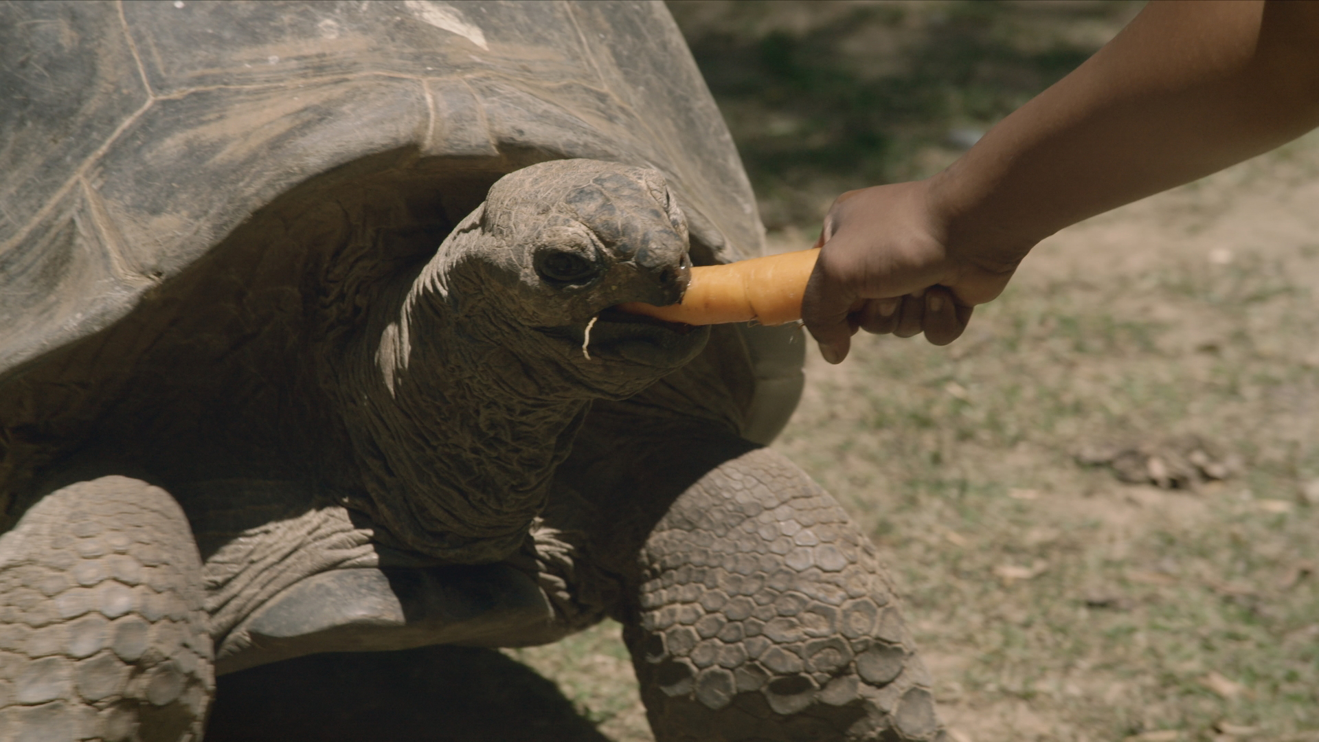 Aldabra Giant Tortoise - Geochelone gigantea