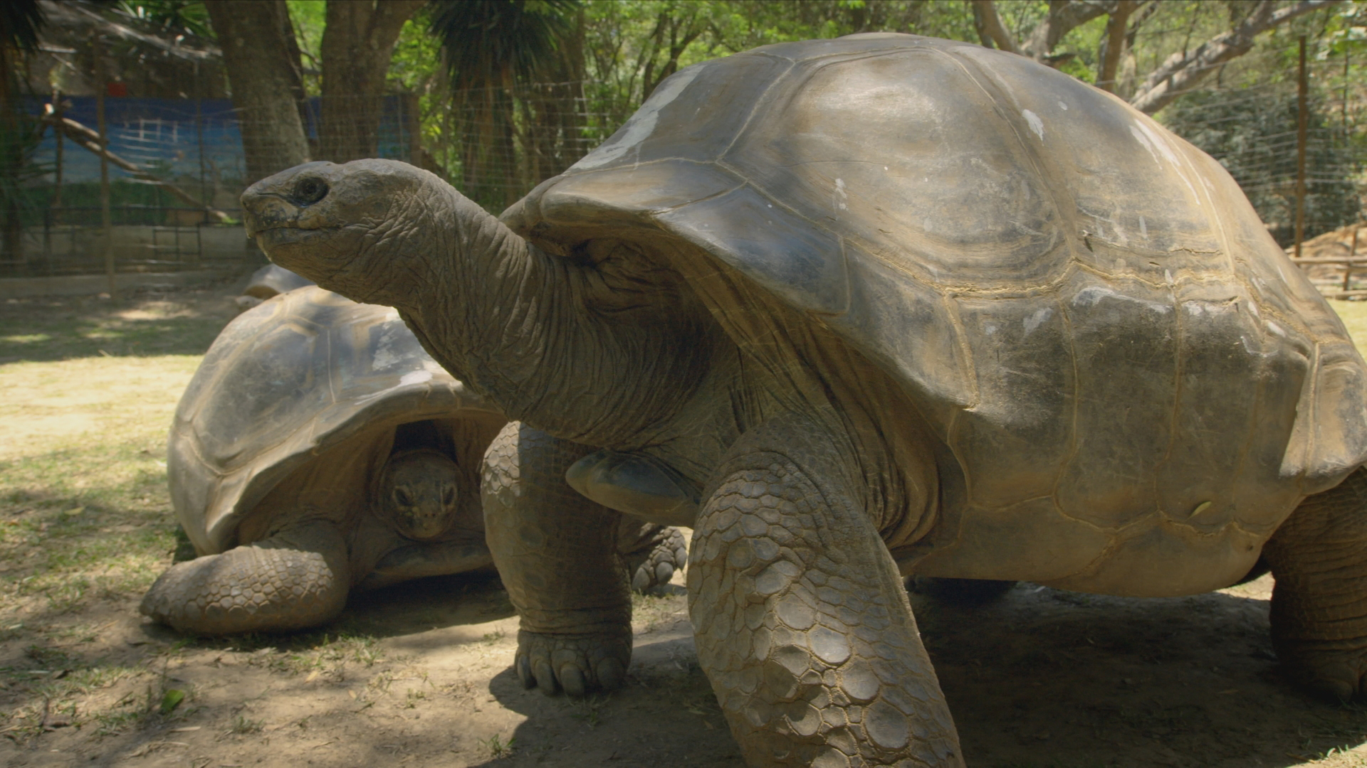 Aldabra Giant Tortoise - Geochelone gigantea